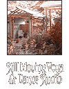 Still Moving Yoga & Dance Studio
